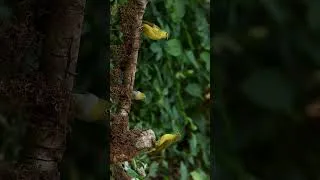 Thumbnail: Shortest meeting of nature's beauty #wildlife #birds #westernghats