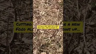 Thumbnail: Snake in the food plot! #deer #foodplots #deerhunting #shorts #hunting #snake #outdoors #diy #howto