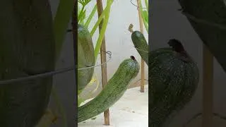 Thumbnail: growing zucchini in January