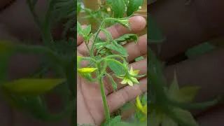 Thumbnail: Method to grow tomatoes. Not everyone wants to tell you short #garden #gardening