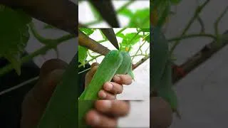 Thumbnail: Growing Cucumber at Home