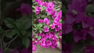 Thumbnail: Beautiful Flower Pots For The Small Garden#shorts