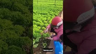 Thumbnail: Stop Wasting Thousands! Grow These at Home  #Shorts #gardeningtips