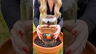 Thumbnail: This is the secret to growing perfect strawberries at home! 🍓🍓🍓