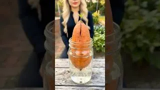 Thumbnail: DIY Home Garden The Secret Trick to Growing Sweet Potatoes in Bags  🥔🥔🥔