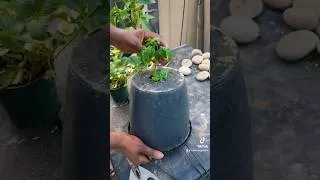 Thumbnail: 🌱 Growing Vegetables & Flowers Together in One Hanging Pot! 🌸