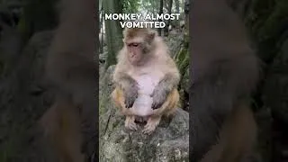 Thumbnail: He almost threw up #funny #animals