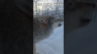Thumbnail: Wolf doing wolf things #dogshorts #funny #wolf  #cute