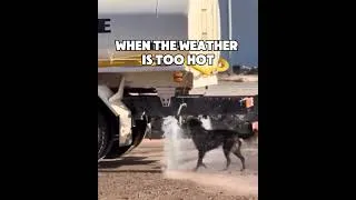 Thumbnail: When the weather is too hot #dogs #dogs