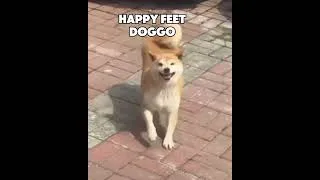 Thumbnail: Happy feet doggo #dogshorts #funny #dogs #cute