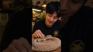 Thumbnail: Sayang Tokek Versi Thai 🦎💚 #shorts