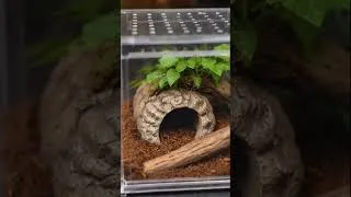 Thumbnail: The Process of Making an Acrylic Gecko Enclosure