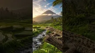 Thumbnail: 🌄 Good Morning from Indonesia | Local Gecko, River, Rice Fields & Mountain Viewe #GoodMorning