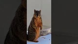 Thumbnail: La Mascota De La Casa 🐿😅