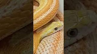 Thumbnail: Snakes interact with their owners  #animalshorts #snake #reptiles #animals