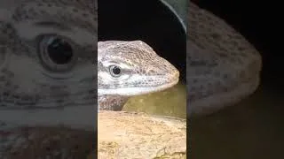 Thumbnail: Evolving care  #reptiles #animalshorts #gecko #snake #pets
