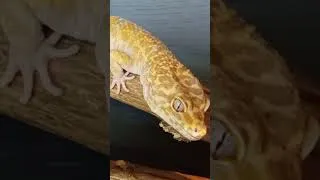 Thumbnail: Reptile Myth Number One
