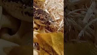 Thumbnail: Kenyan Sand Boas are Great for Apartments