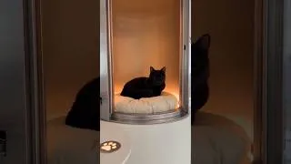 Thumbnail: Minha gata merece isso #cute #cat #pets 😂 #animaisfofos #emalta #funny #paravocê #viral #foryou