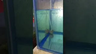 Thumbnail: #Zebra#Fish#Baby#aquarium #ytshortsindia 😊😊😊