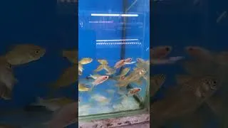Thumbnail: #Goldfish#Collection#Video#Aquarium#ytshortsindia 😊😊😊
