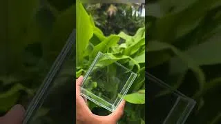 Thumbnail: #Betta#Fish#Box#Aquarium#ytshortsindia 😊😊