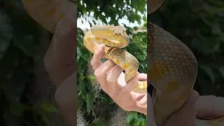Thumbnail: Déjà Vu: Dodging Another Snake Bite