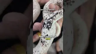 Thumbnail: Paradox Calico Mutation in Sunbeam Snake | Rare Xenopeltis Color Morph #shorts