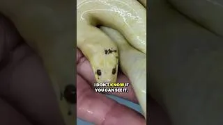 Thumbnail: Rare Water Snake with a Twist...a Red Eye Albino #snake #shorts  #raresnakes