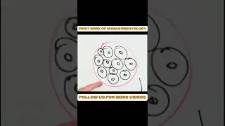 Thumbnail: First Week of Human Embryology Explained! 👶🔬