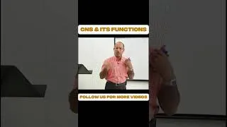 Thumbnail: Central Nervous System (CNS) & Its Functions Explained
