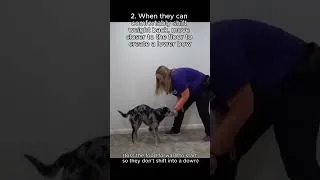 Thumbnail: Teach your dog to take a bow!