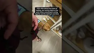 Thumbnail: After almost 2 years of service dog training …
