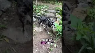 Thumbnail: A dog birthday party fit for a queen! 👑 (my retired service dog)