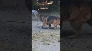 Thumbnail: Spicy morning dogs playing at Doggy daycare #dogs #dogshort #dogtv #dogtvfordogstowatch