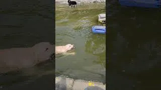 Thumbnail: watch as Blueberry the lab realizes he get to swim. 🙂🥲😂