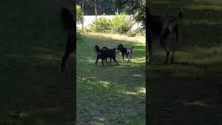Thumbnail: Jett's first day of daycare #dog #dogtv