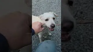 Thumbnail: Dog Playing Tug-of-War Like It’s the Championship 😂 | Dog TV #Shorts #dogtv #dog #dogs #dogshorts