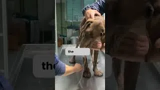 Thumbnail: Skinny Sick Dog Amazing Transformation | Dog Rescue Shelter