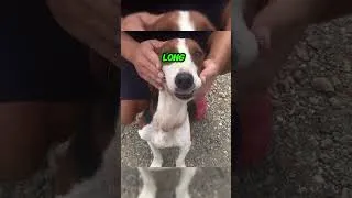 Thumbnail: Dog Escaped From The Chain And Come To Us #dog #escape #chain #rescue