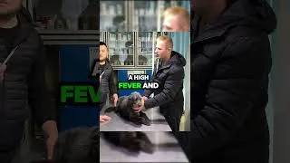 Thumbnail: Abandoned Dog Without Hope Got New Life #dog #puppy #abandoned