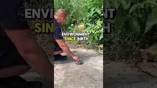 Thumbnail: Rescued Kitten Found Alone on the Street #kitten #cat #love #shorts
