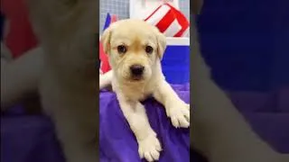 Thumbnail: Happy 4th of July from Dogs Inc! 🇺🇸 🐶