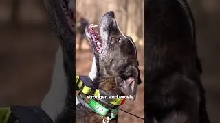 Thumbnail: Blue Heeler vs Mountain Cur Dog