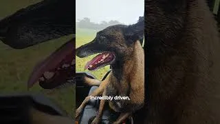 Thumbnail: Blue Heeler vs Belgian Malinois - Which Is MORE INTENSE?