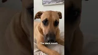 Thumbnail: Blue Heeler vs Black Mouth Cur Dog