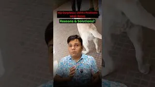 Thumbnail: Dog Hip Dysplasia | Joints Problems or Weak Bones - Reasons & Solutions❓