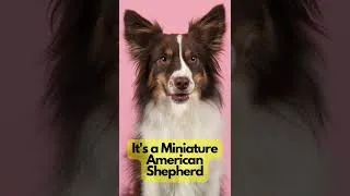 Thumbnail: Guess the dog breed part 11 #dog #dogs #dogbreed #dogbreeds #dogquiz