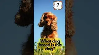 Thumbnail: Guess the dog breed part 10 #dog #dogs #dogbreed #dogbreeds #dogquiz