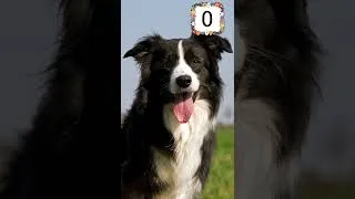 Thumbnail: Guess the dog breed part 9 #dog #dogs #dogbreed #dogbreeds #dogquiz